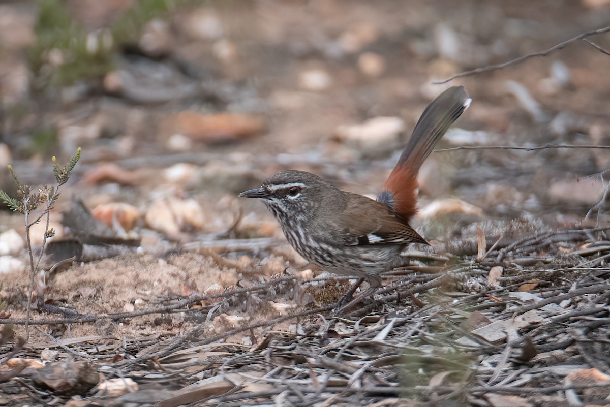 Shy Heathwren - ML334861791