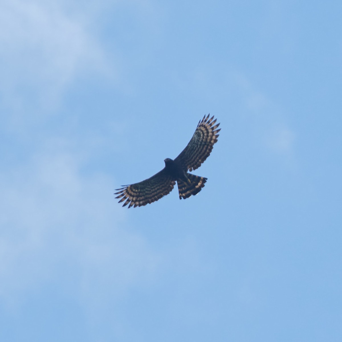 Águila Negra - ML334862061