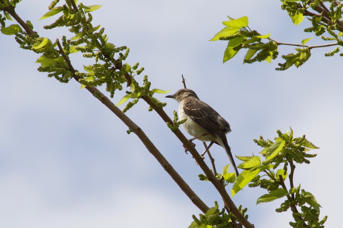 Northern Mockingbird - ML334862411