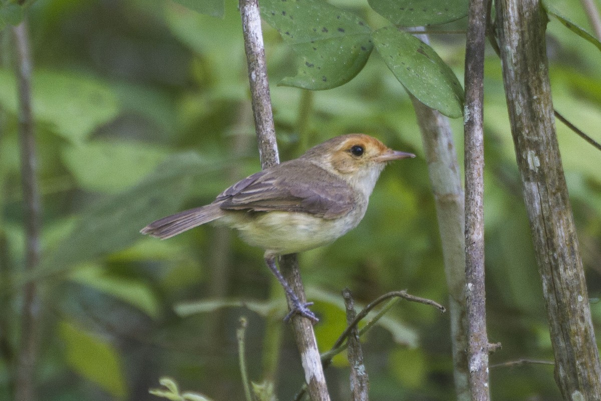 Fulvous-faced Scrub-Tyrant - Alexander Thomas