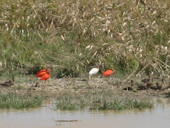 White Ibis - ML334863781