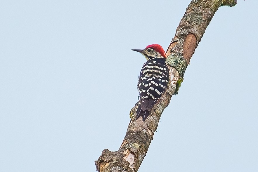Stripe-breasted Woodpecker - ML334864351