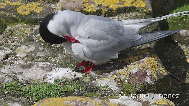 Arctic Tern - ML334866331