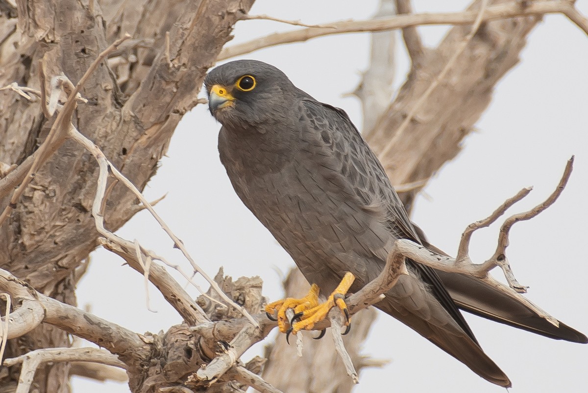 Sooty Falcon - Joel  Ranjithkumar