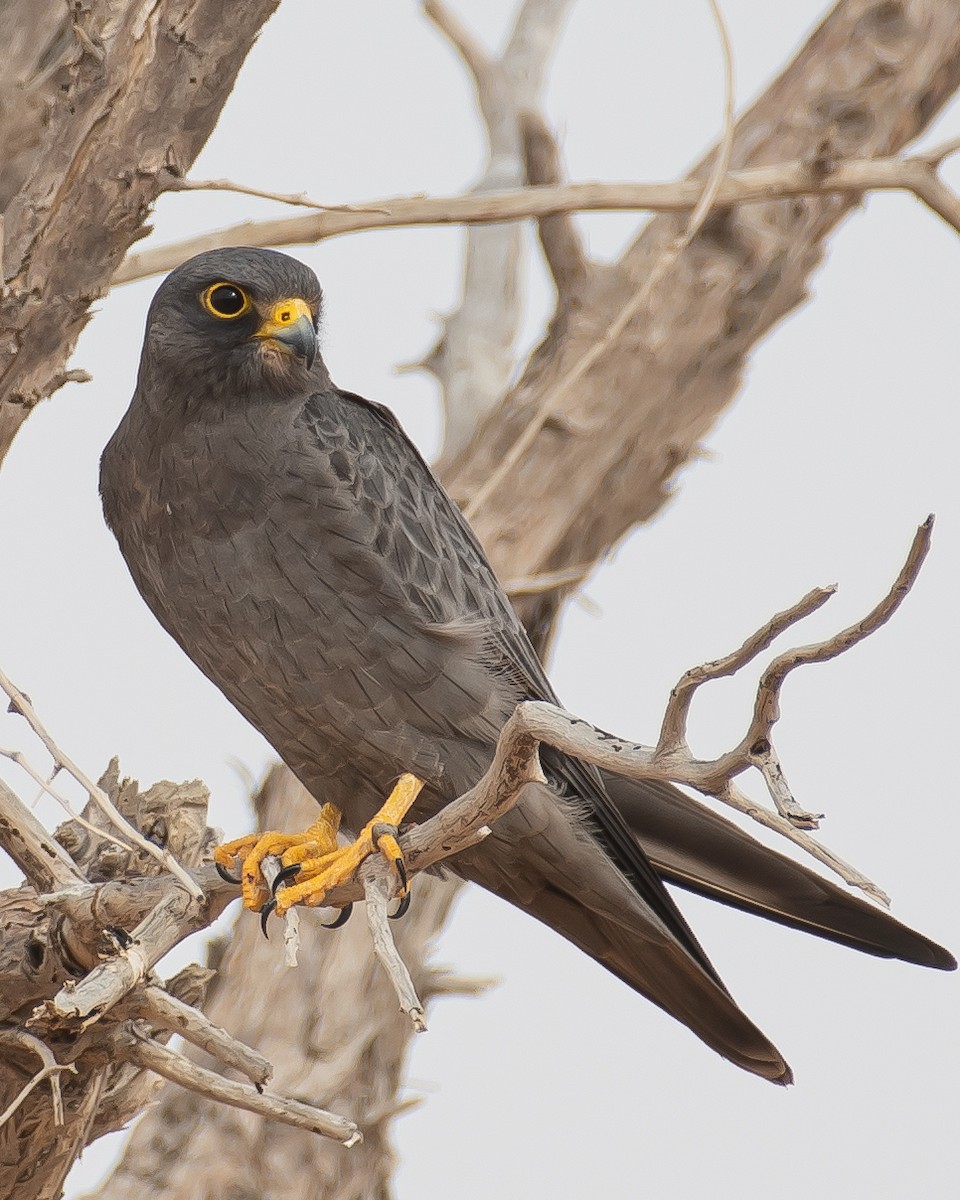 Sooty Falcon - Joel  Ranjithkumar