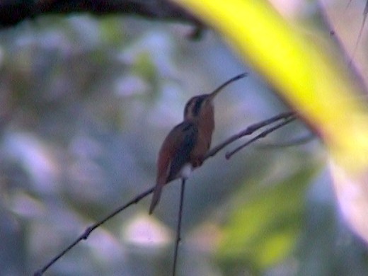 kolibřík malý - ML334867181