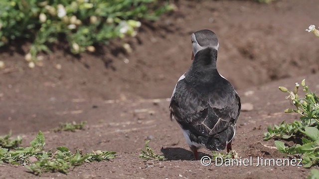 Atlantic Puffin - ML334867221