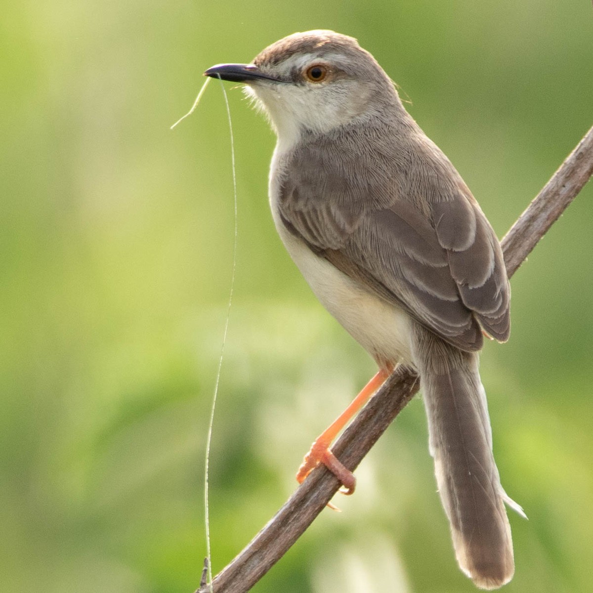 Plain Prinia - ML334867231