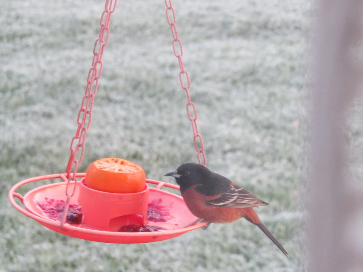 Orchard Oriole - ML334867881