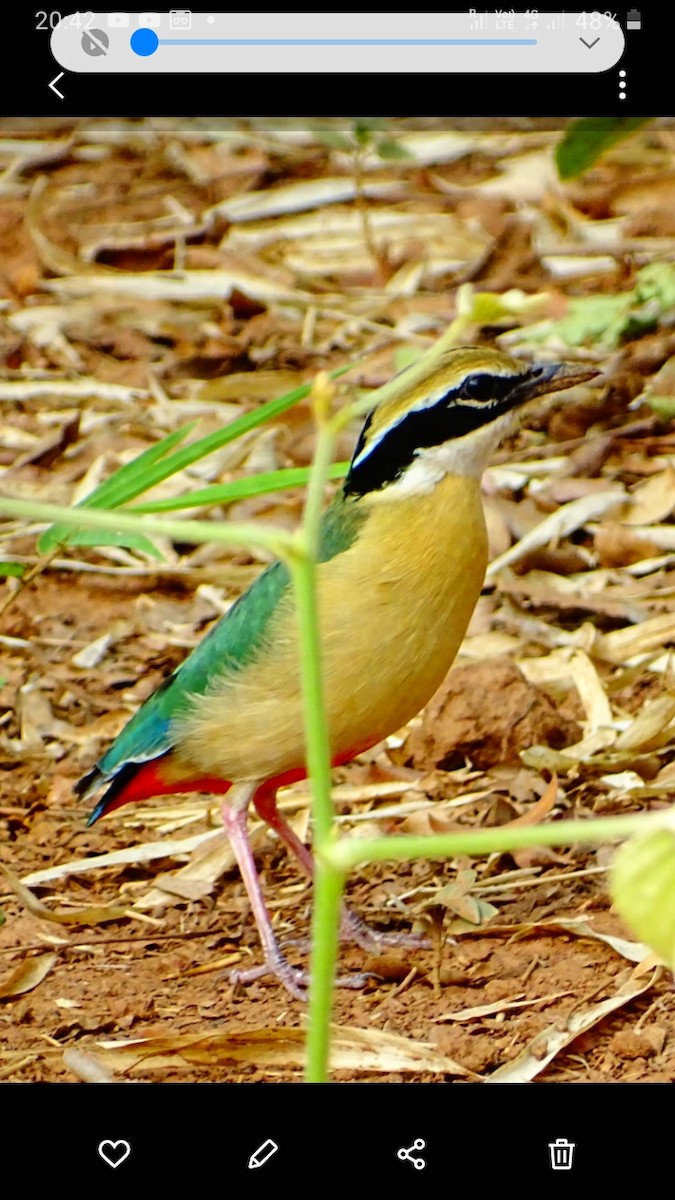 Indian Pitta - Arvind Gajbhiye