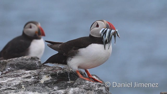 Atlantic Puffin - ML334868581