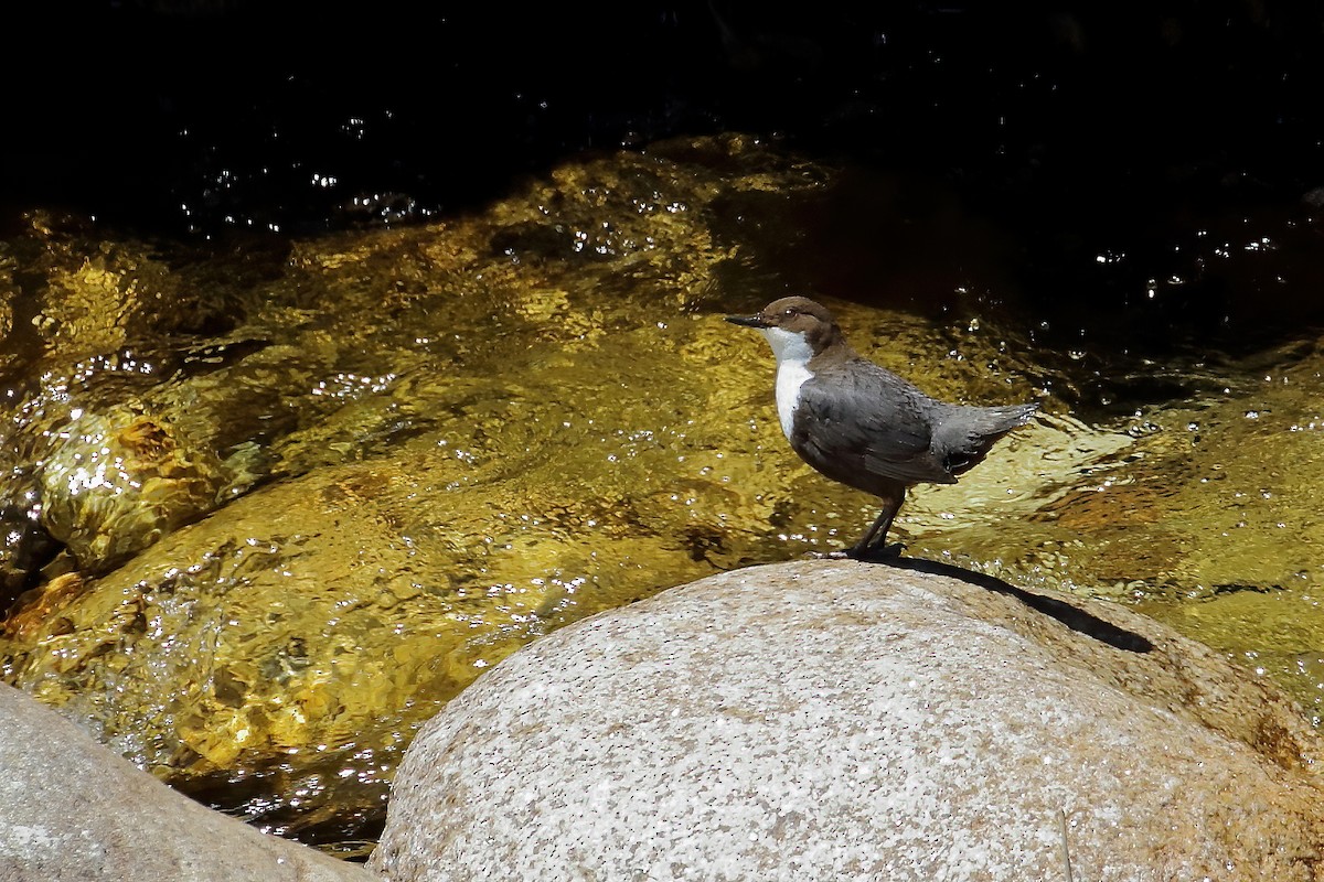 White-throated Dipper - ML334871251