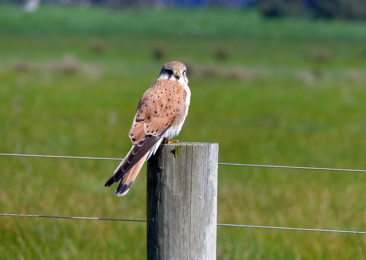 Nankeen Kestrel - ML33487141