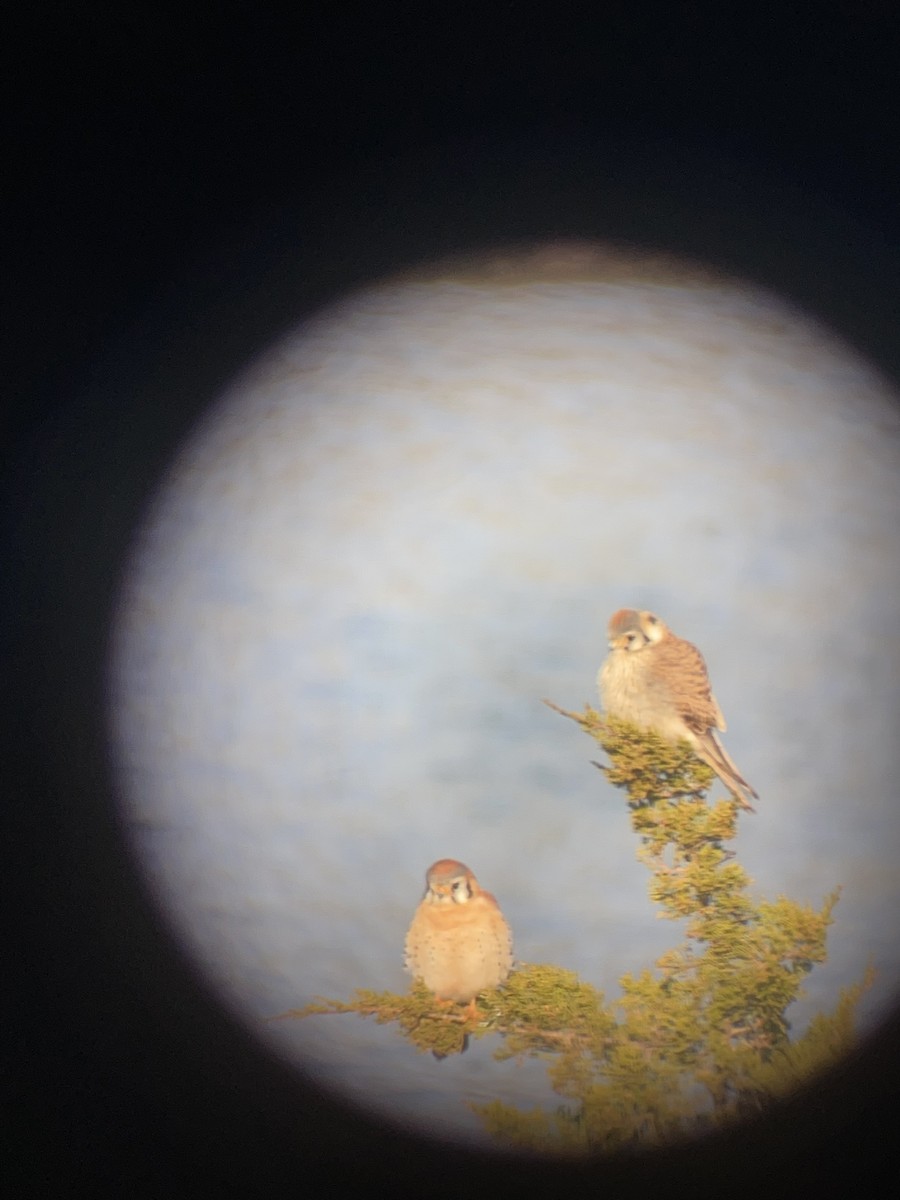 American Kestrel - ML334872621