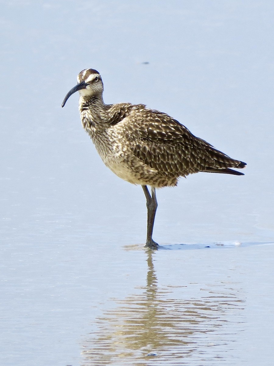 Whimbrel - ML334873121