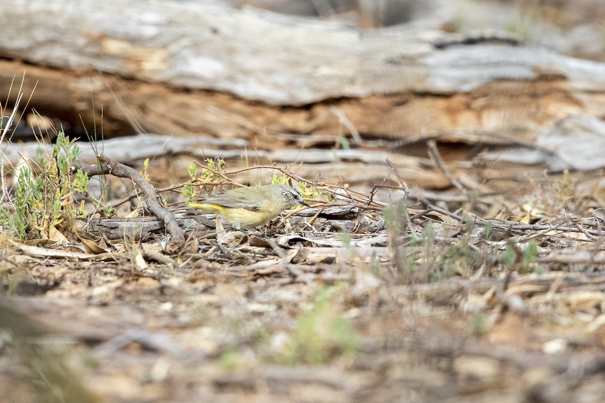 Yellow-rumped Thornbill - ML334876451