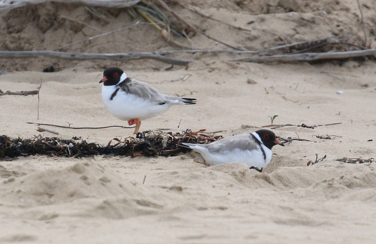 Hooded Plover - ML33487671