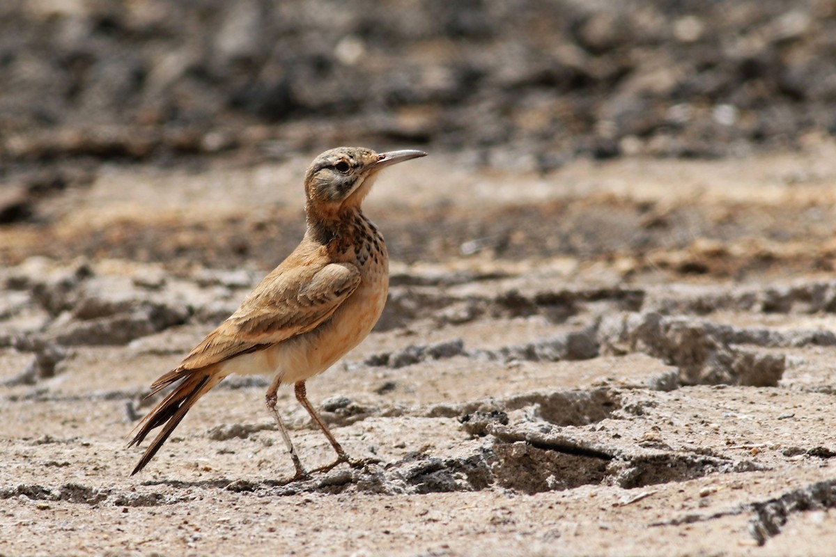 Greater Hoopoe-Lark (Cape Verde) - Maciej Kowalski