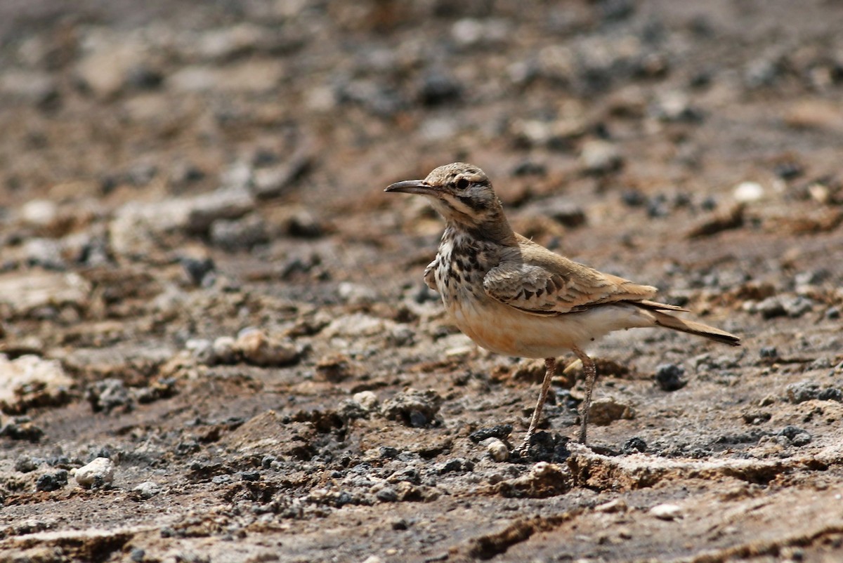 Greater Hoopoe-Lark (Cape Verde) - ML334878761