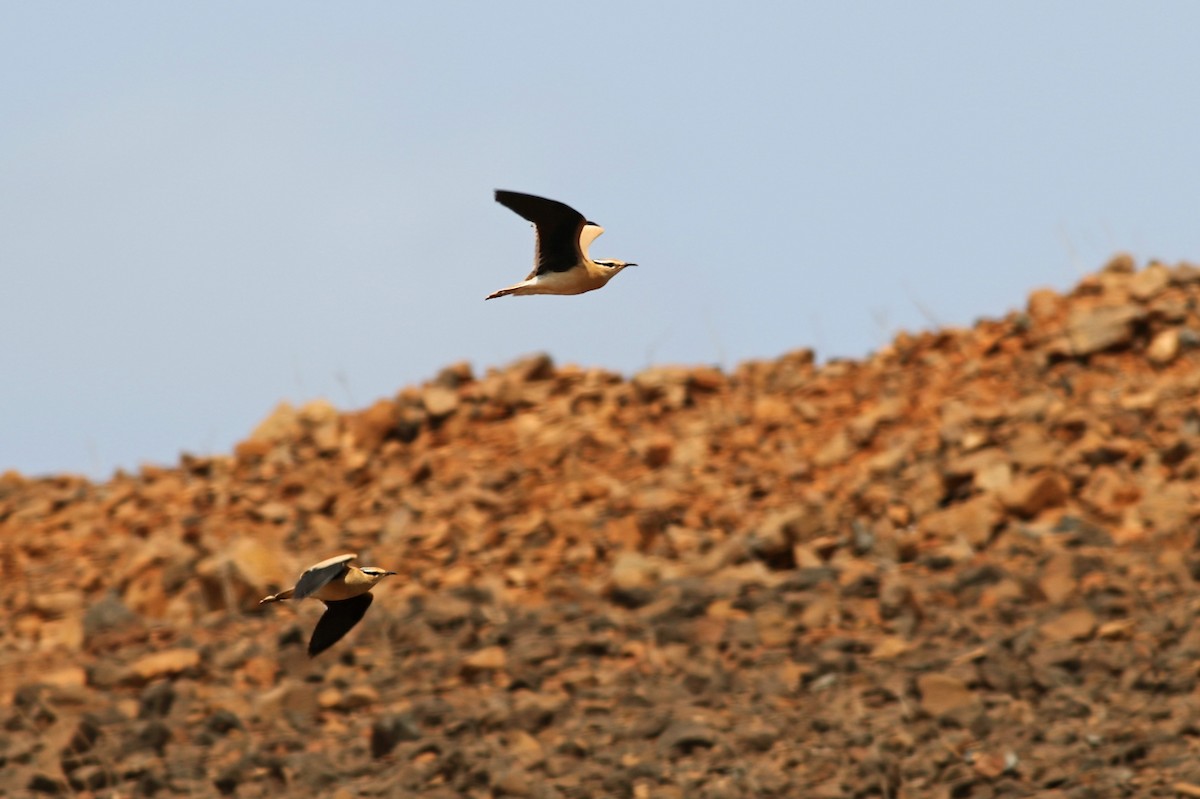 Cream-colored Courser - ML334878871