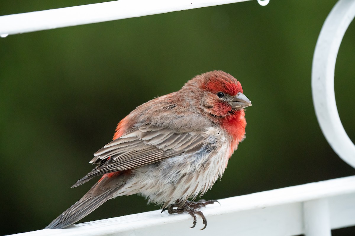 House Finch - Sylvie  Laurence