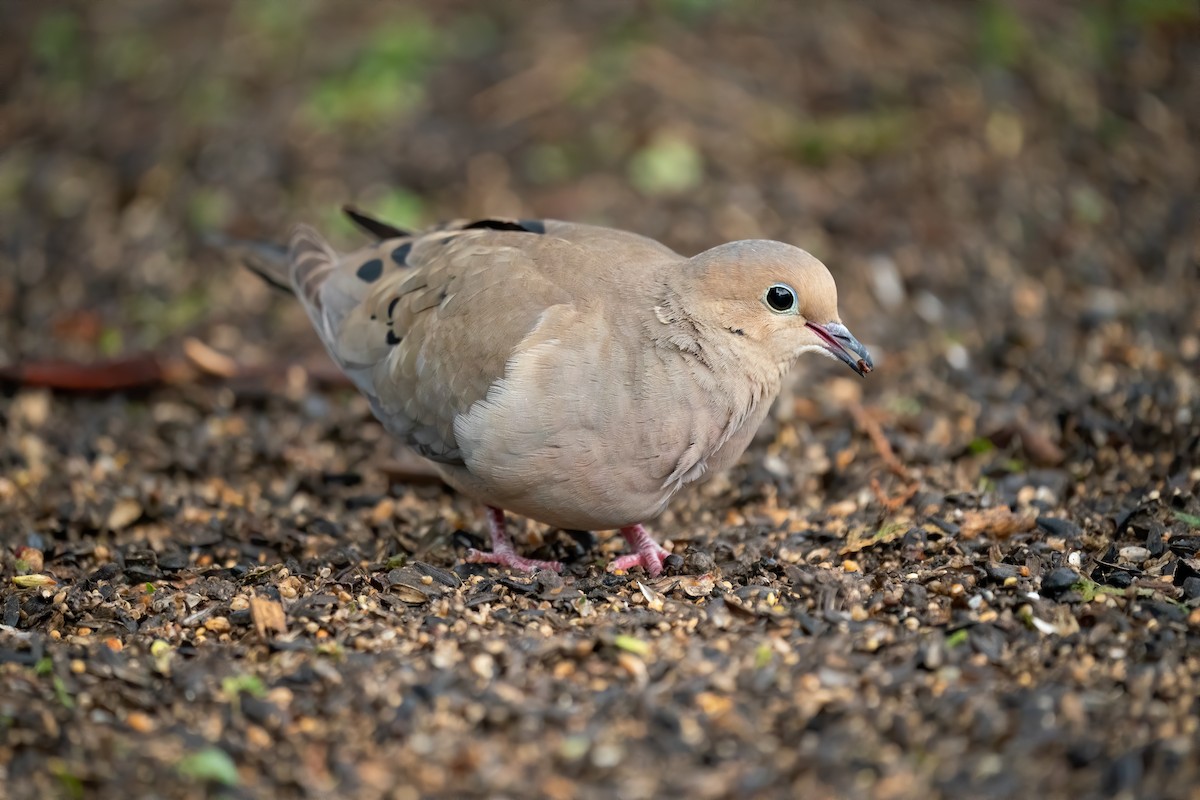 Mourning Dove - Sylvie  Laurence