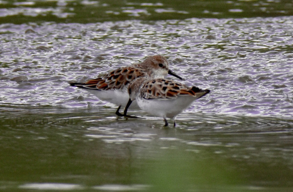 Little Stint - Reyan sofi