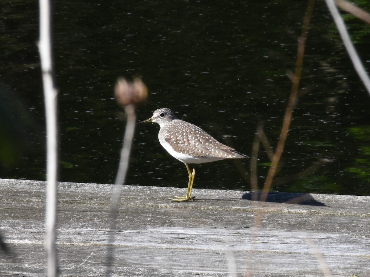 Solitary Sandpiper - Bob & Sharon Edelen