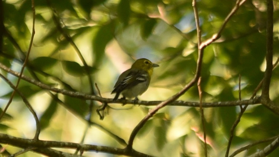 Yellow-throated Vireo - ML33488091