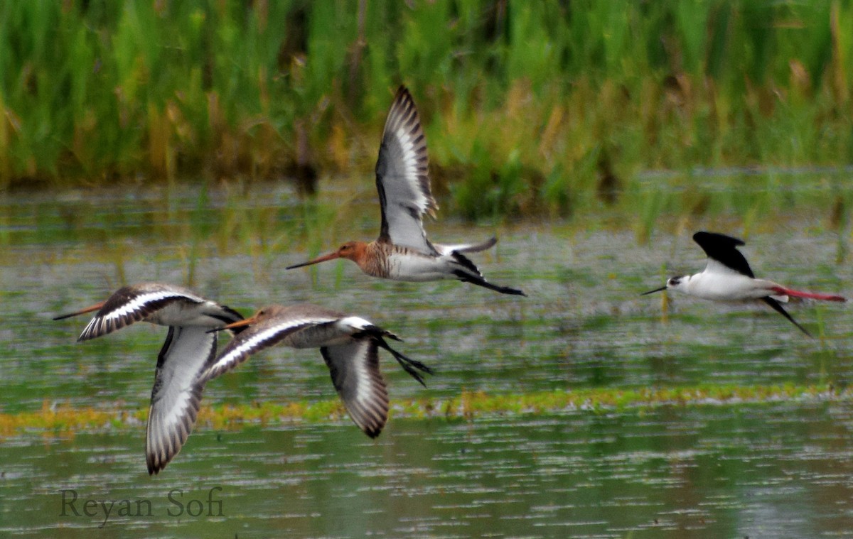 Black-tailed Godwit - ML334881741