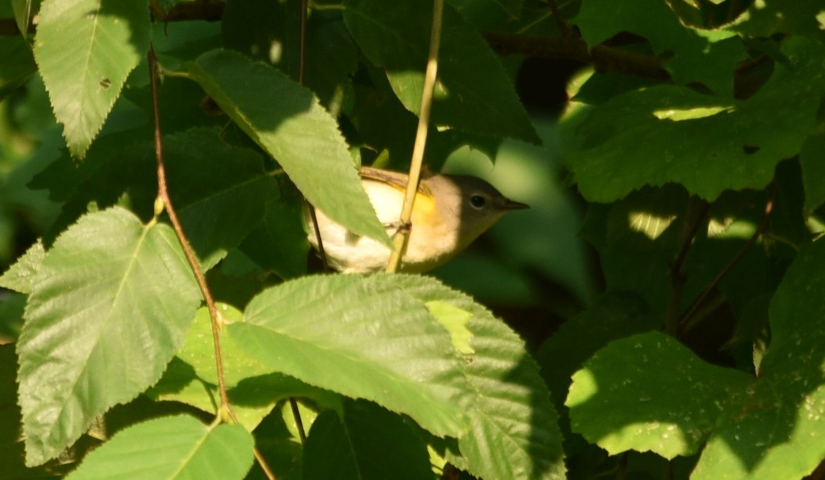 American Redstart - ML33488181