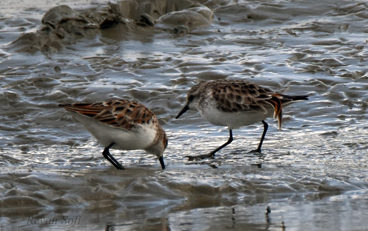 Little Stint - Reyan sofi