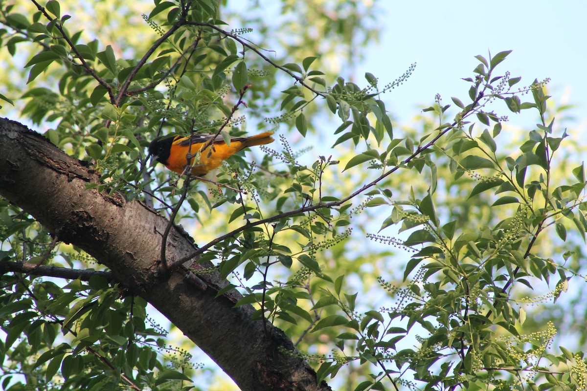 Baltimore Oriole - ML334886951