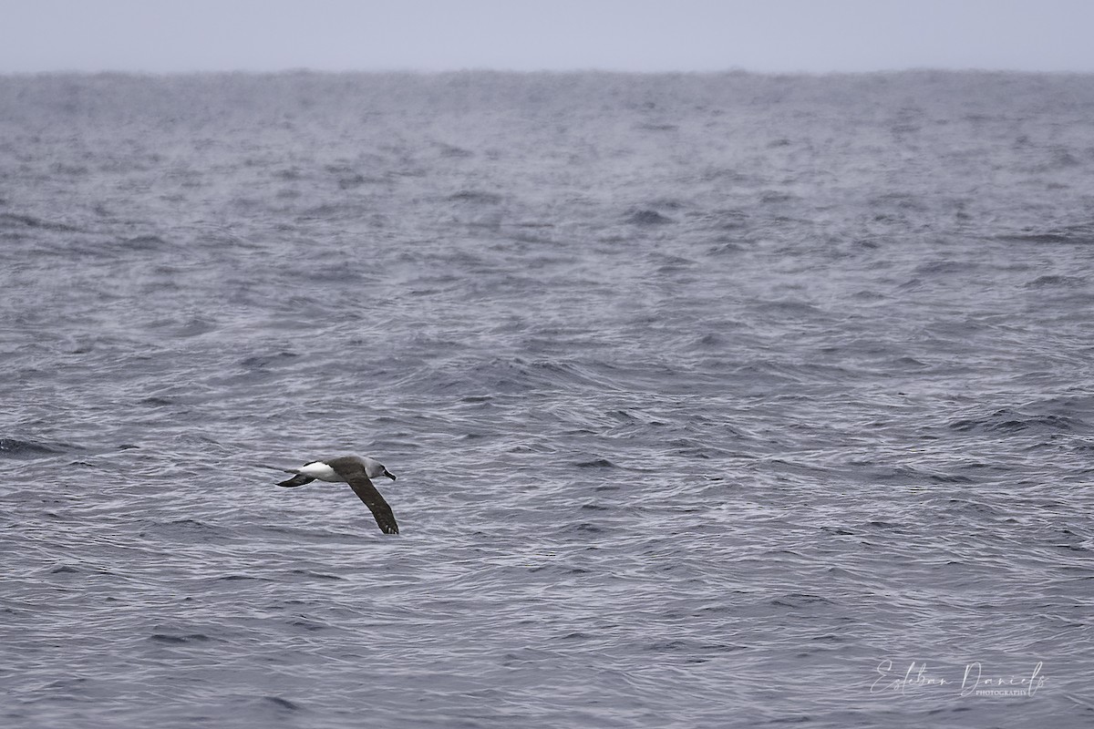 Gray-headed Albatross - Esteban Daniels