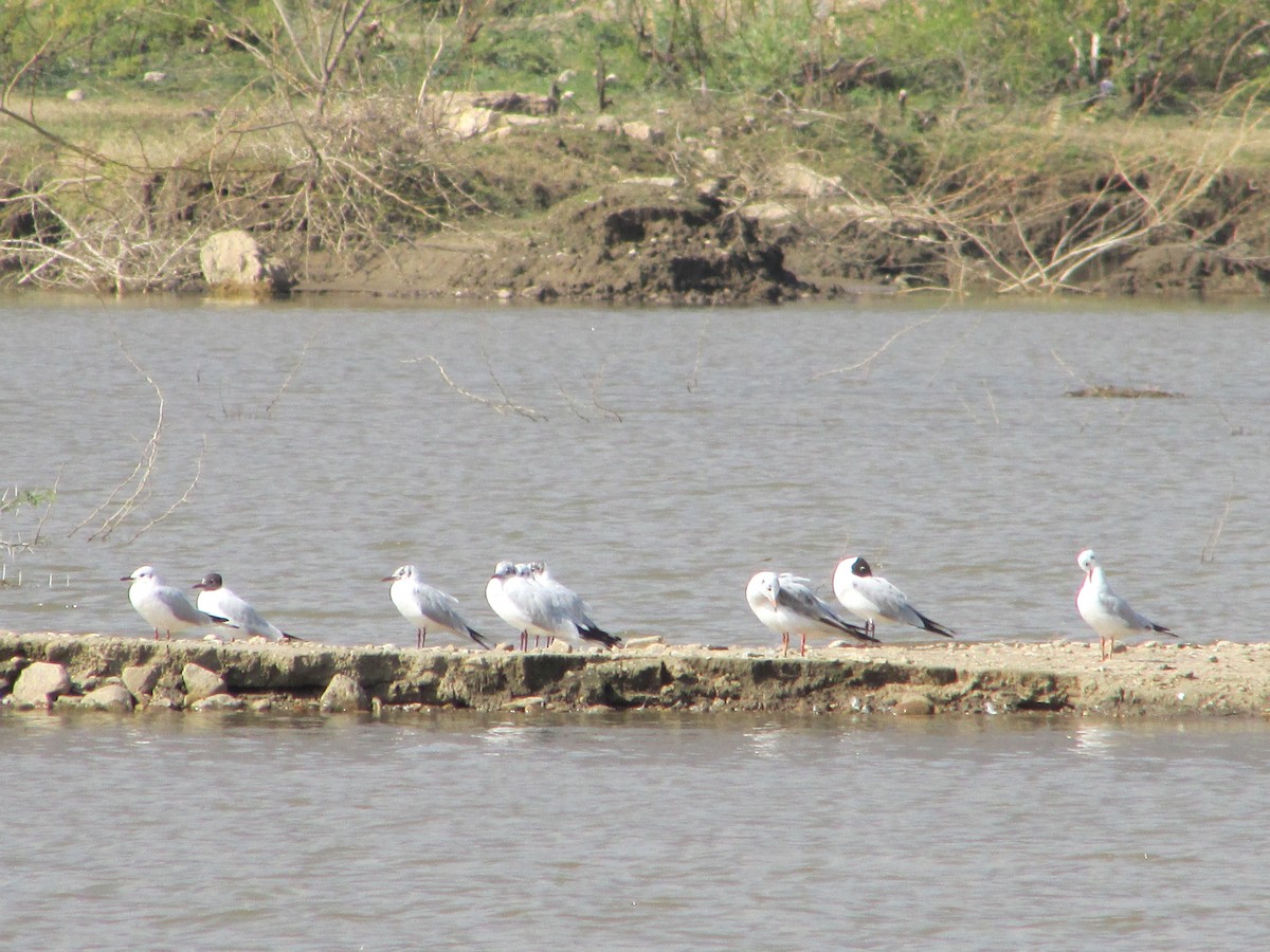 Brown-headed Gull - ML33488861