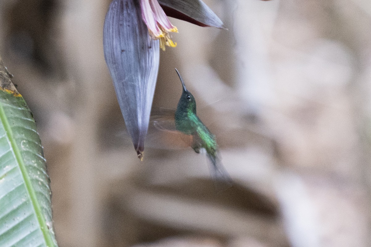 White-tailed Hummingbird - ML334890321