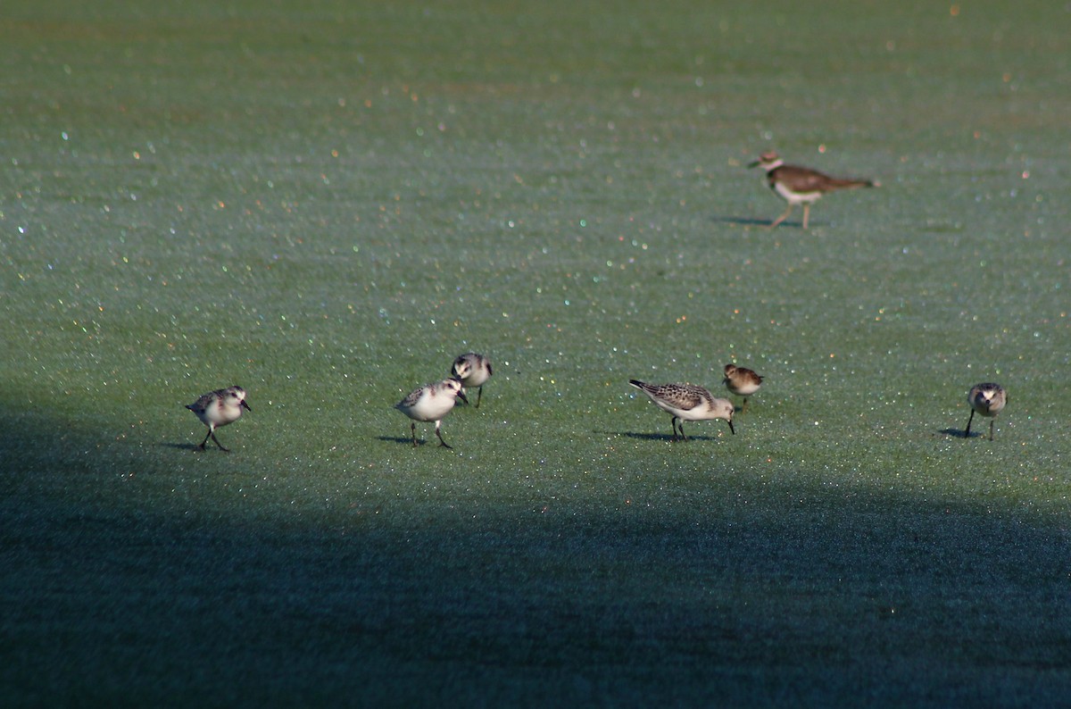 Sanderling - ML33489071