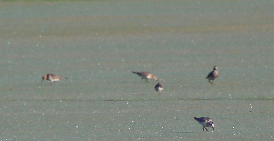 Baird's Sandpiper - ML33489081