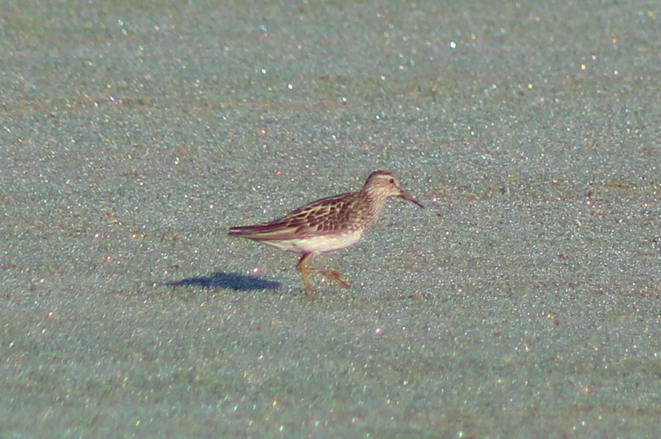 Pectoral Sandpiper - ML33489151