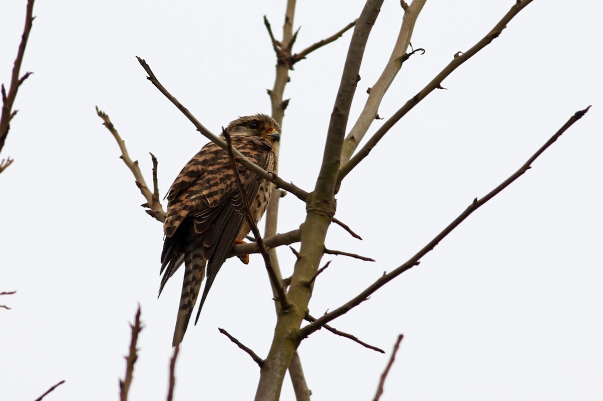 Eurasian Kestrel (Cape Verde) - ML334892681