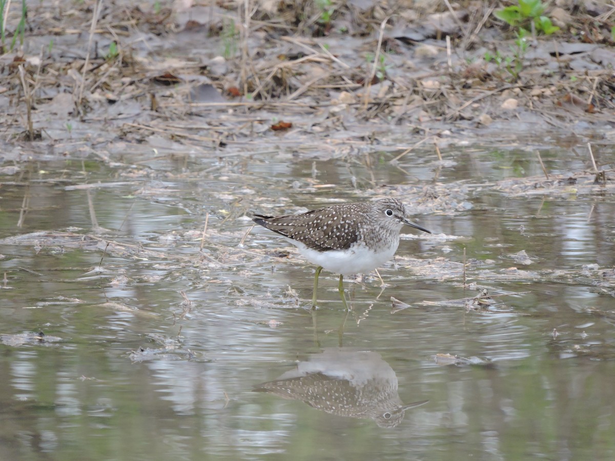 Solitary Sandpiper - ML334893001