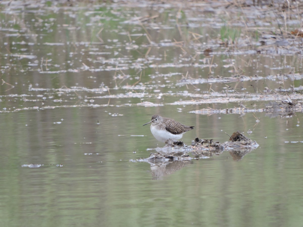 Solitary Sandpiper - ML334893011