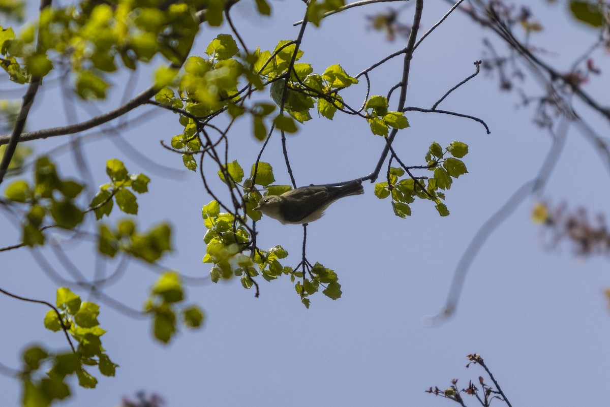 Warbling Vireo - ML334895331