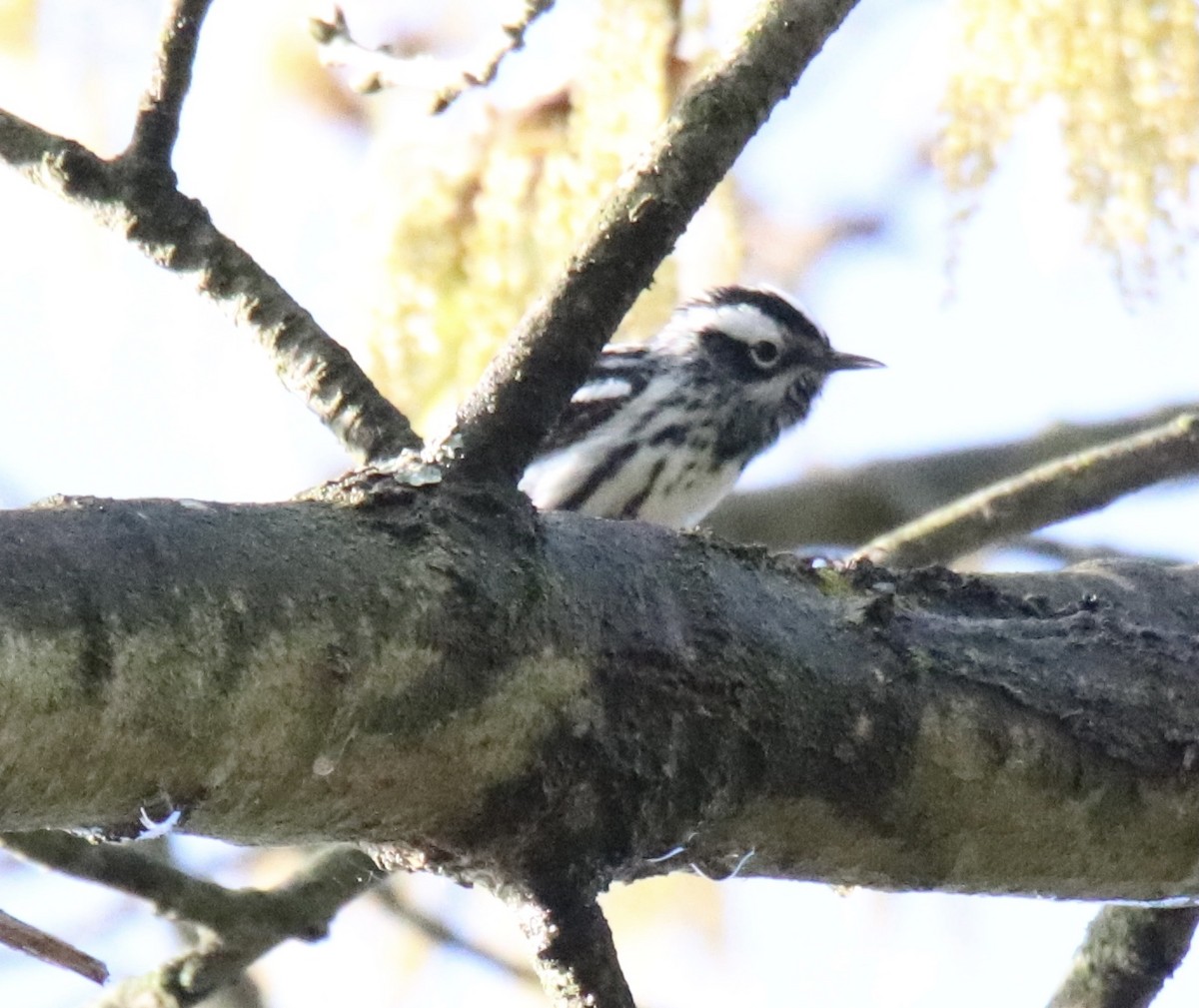 Black-and-white Warbler - ML334898391