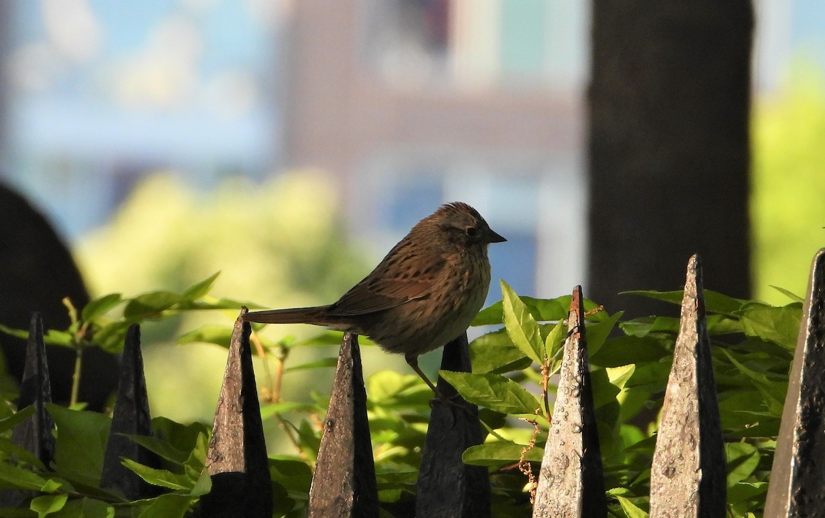 Lincoln's Sparrow - ML334900701