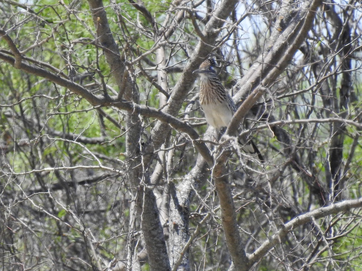 Greater Roadrunner - ML334901031