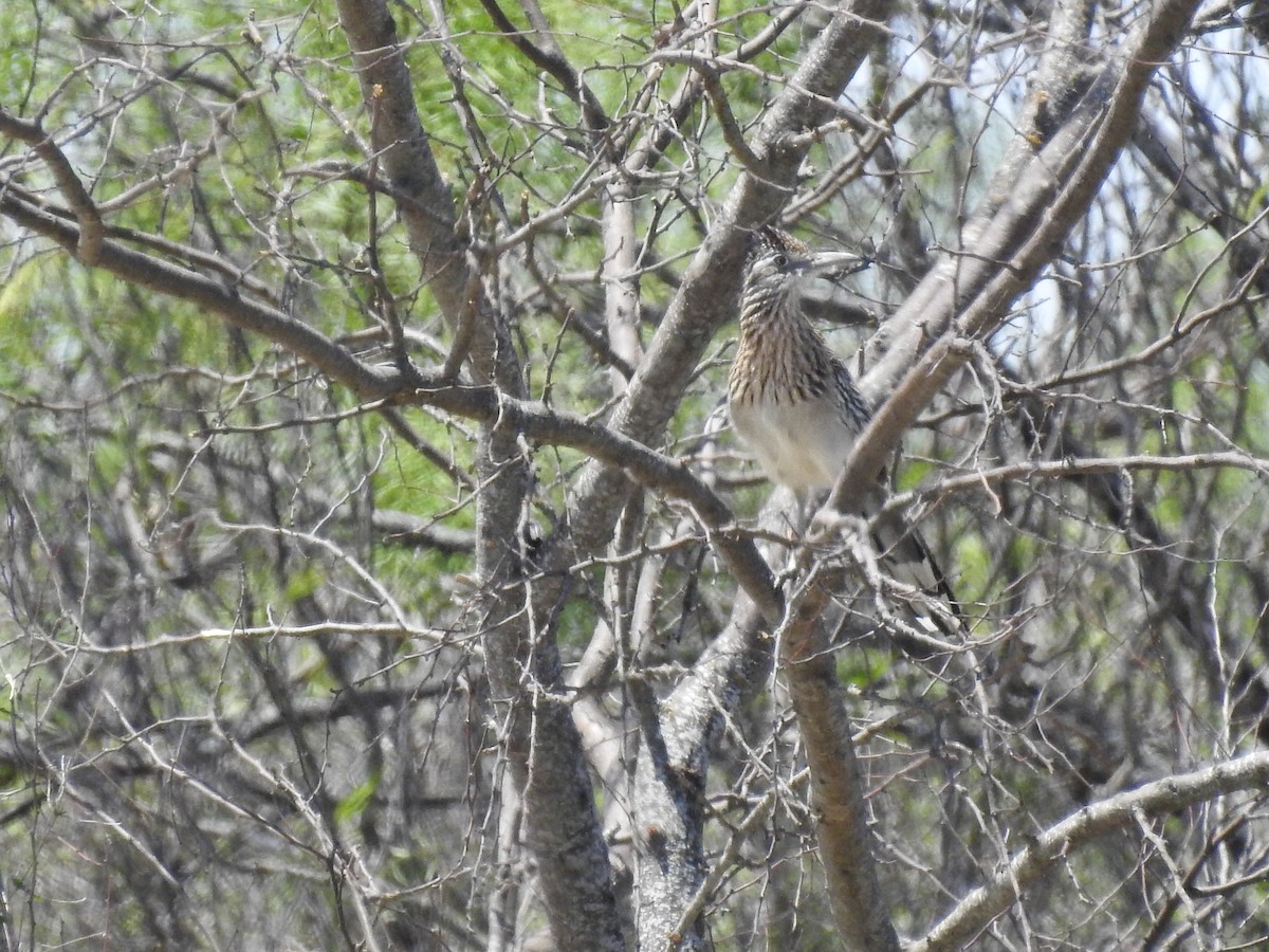 Greater Roadrunner - ML334901041