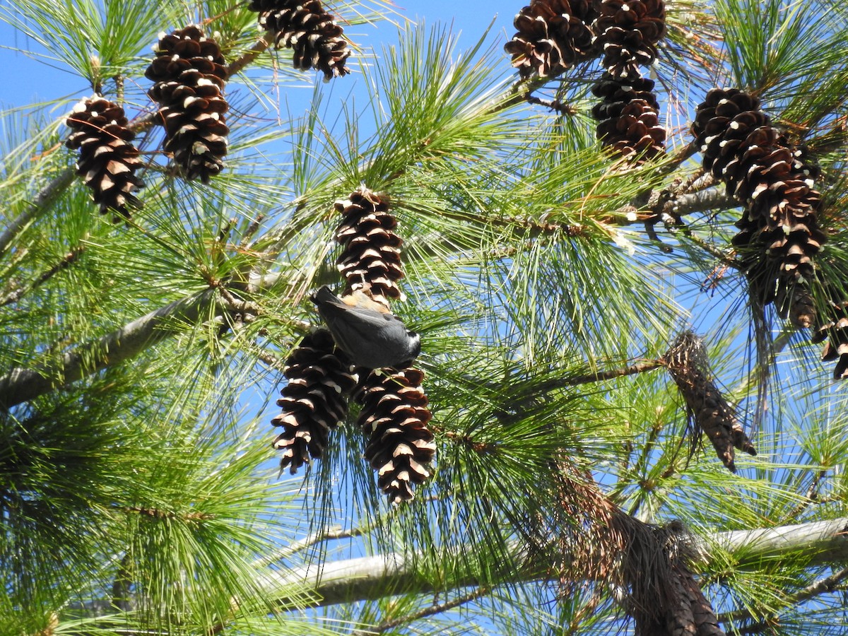 Red-breasted Nuthatch - ML334904081