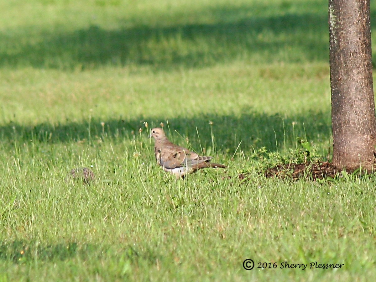 Mourning Dove - ML33490461