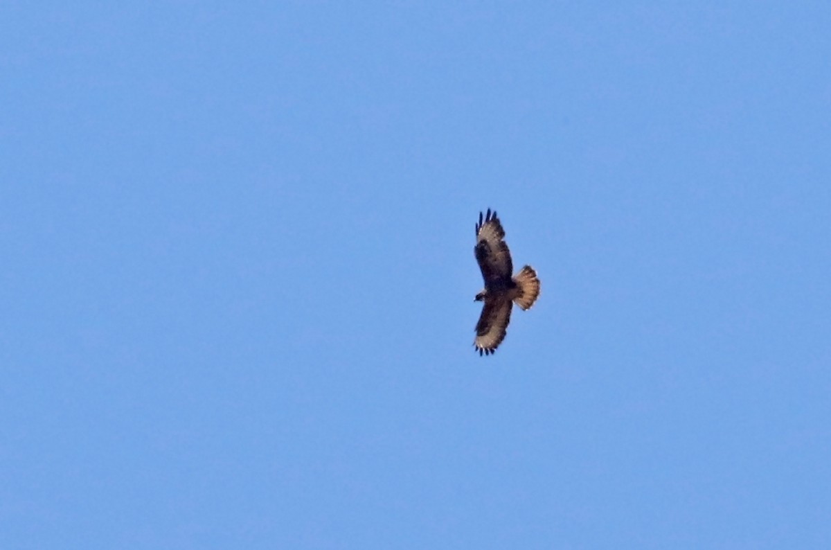 Common Buzzard (Cape Verde) - ML334906031